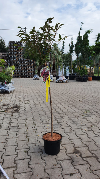 Prunus 'Okame' / Zierkirsche 'Okame', 80 cm Stamm, im Topf C15 mit belaubter Krone und Pflanzenetikett.