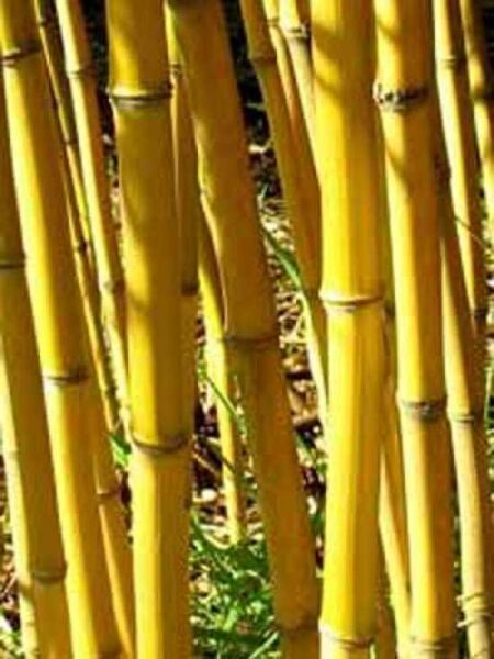 Goldener Peking Bambus / Phyllostachys aureosulcata 'Aureocaulis'