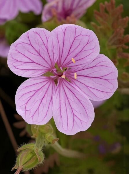 Reiherschnabel 'County Park' (Erodium x hybridum) mit helllila Blüte und dunkler Aderung, gelben Staubbeuteln und Knospe
