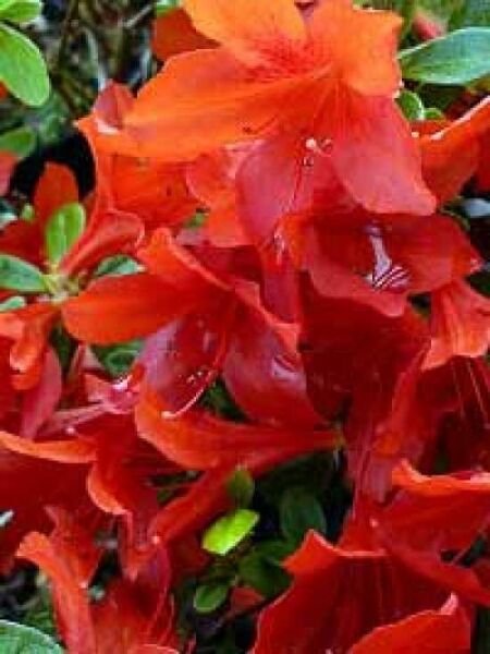Japanische Azalee 'Addy Wery' / Rhododendron obtusum 'Addy Wery'