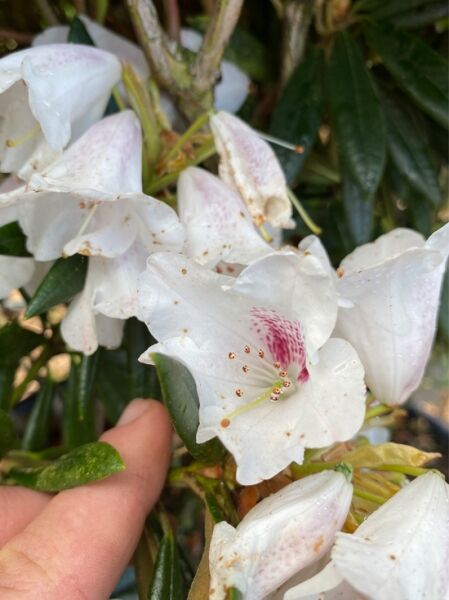 Rhododendron 'Blewbury'  / Rhododendron roxieanum 'Blewbury' (syn. Blewberry)