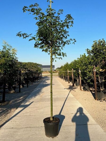 Laburnum watereri 'Vossii' / Edel-Goldregen Hochstamm 14-16 StU im Container, schlanker Stamm mit grüner Krone im Topf