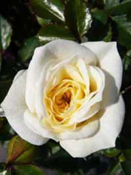 Zwergrose 'Honeymilk' / Rosa 'Honeymilk ®'