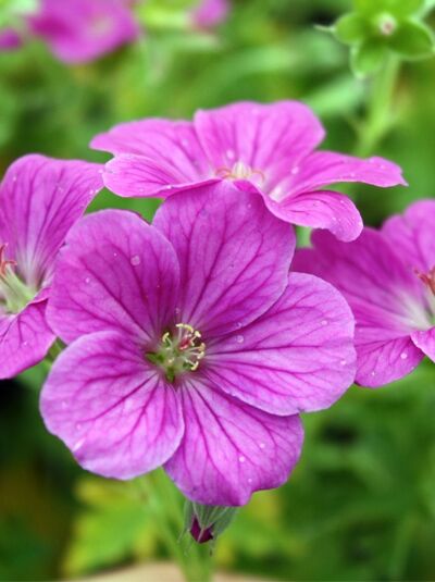 Garten-Storchschnabel 'Russel Prichard' - Geranium riversleaianum 'Russel Prichard'