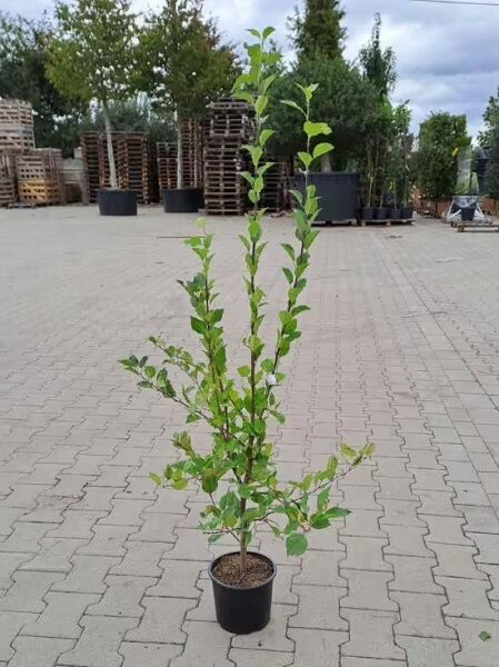 Malus domestica 'Goldpermäne' (Apfel 'Goldpermäne') Jungbaum im Topf, 100-125 cm, C5, mit aufrechten Trieben und grünen Blättern.