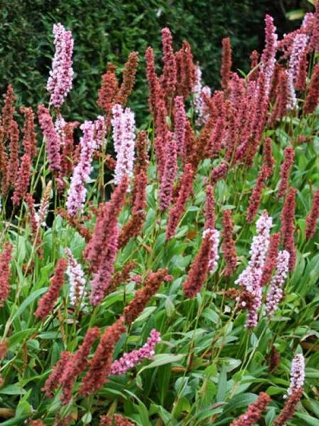 Garten-Schneckenknöterich 'Darjeeling Red' / Bistorta affinis 'Darjeeling Red'