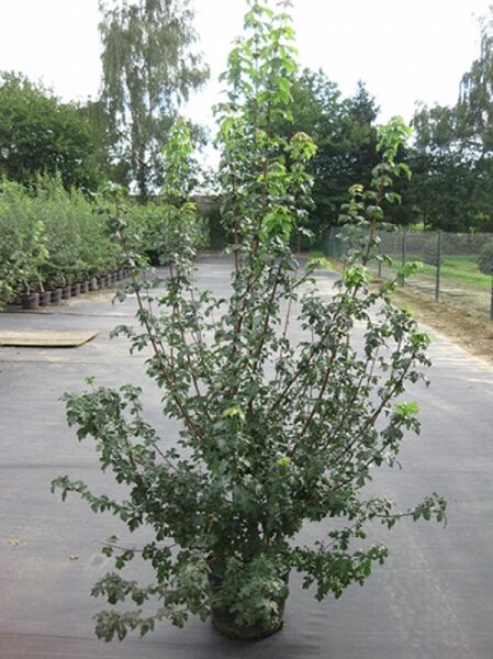 Acer campestre (Feld-Ahorn) im Container C20, 175–200 cm, mehrtriebige Jungpflanze mit grünen, gelappten Blättern.