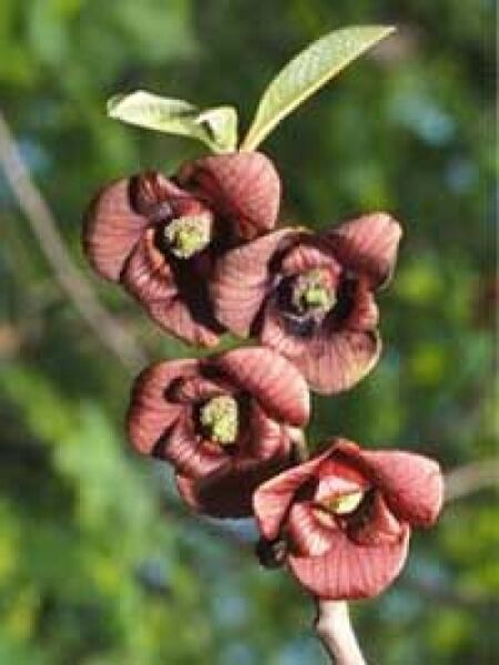 Dreilappige Papau / Indianerbanane / Paw-Paw / Asimina triloba