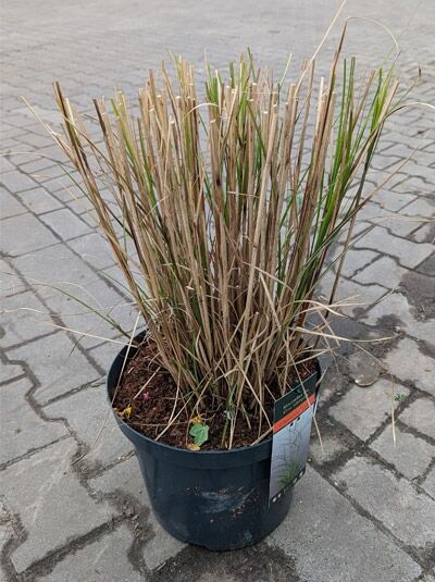 Chinaschilf 'Kleine Silberspinne' / Chinaschilf 'Kleine Silberspinne'