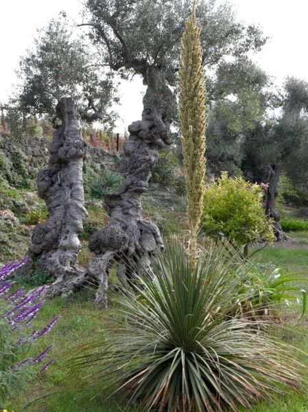 Dasylirion leiophyllum (Rauhschopf, Grüner Sotol) als rosettige Pflanze mit schmalen, steifen Blättern und hohem Blütenstand.