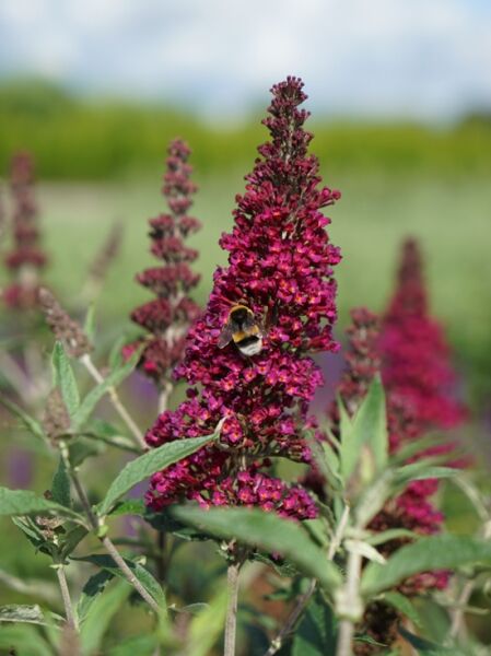 Zwerg-Sommerflieder &#039;Buzz® Wine&#039; / Buddleja &#039;Buzz® Wine&#039;