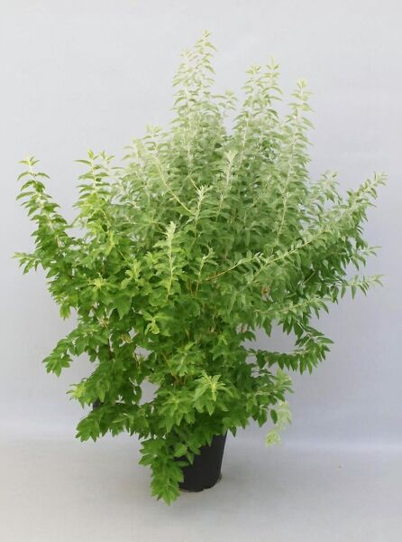Schmalblättrige Ölweide (Elaeagnus angustifolia) im Topf, 125–150 cm, C20, buschiger Wuchs mit grünem Laub