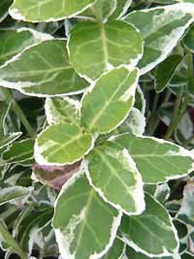 Weißbunte Kriechspindel 'Emerald Gaiety' / Euonymus fortunei 'Emerald Gaiety'