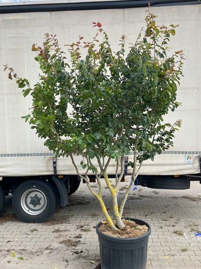 Eisenholzbaum / Parrotie 225-250 cm / Parrotia persica mehrstämmig (1577313)