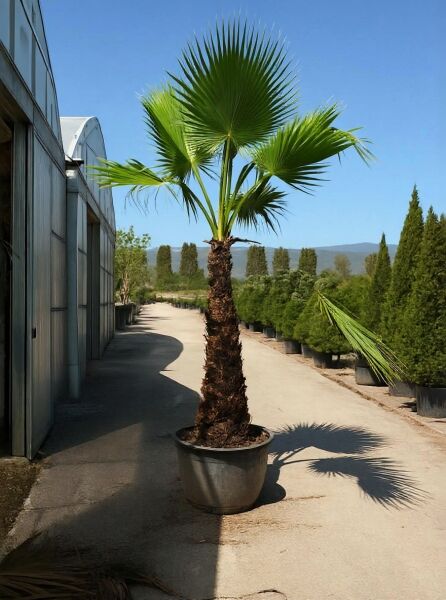 Washingtonia robusta (Mexikanische Washington-Palme), Petticoat-Palme im Topf, 100 cm Stamm, Fächerblätter, C110