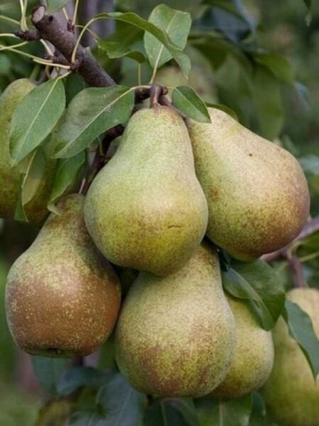 Pyrus communis 'Jules d'Airoles' / Birne 'Jules d'Airoles' mit mehreren Birnenfrüchten am Zweig zwischen grünen Blättern