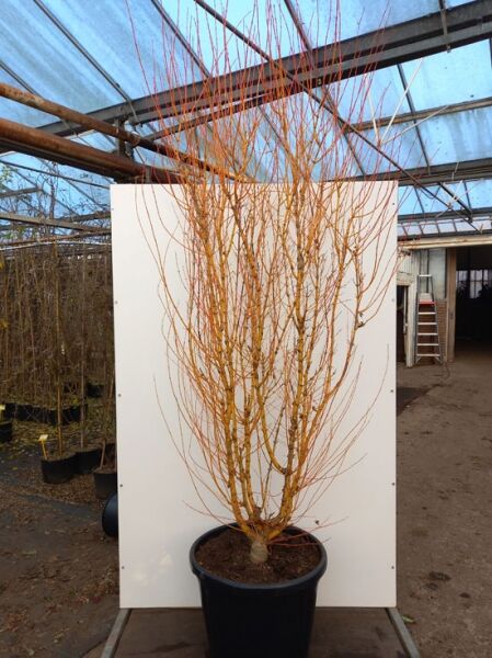 Fächer-Ahorn Acer palmatum 'Bi-hoo' 200-250 cm C80 im Container, mehrstämmig, mit zahlreichen aufrechten Trieben und gelber Rinde