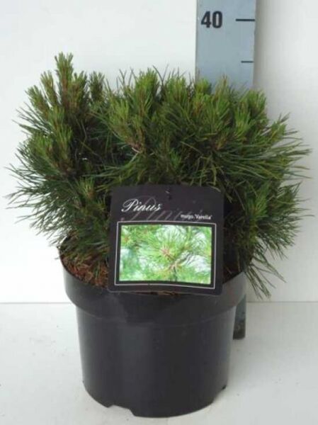 Pinus mugo 'Varella' / kompakte Kugelkiefer