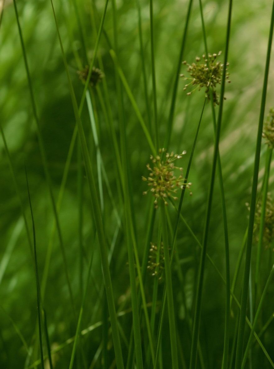 bio saatgut geschenkbox Saatgut Box Gartenjahr von Rankwerk