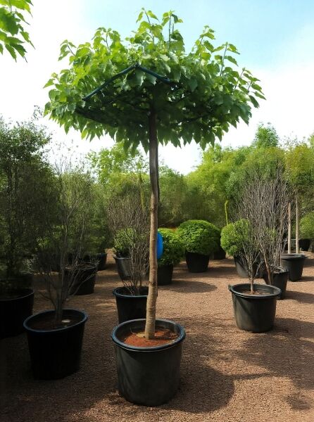 Morus alba 'Fruitless' / Weißer Maulbeerbaum 'Fruitless', Dachform als Hochstamm im Container, mit dichtem grünen Laub.