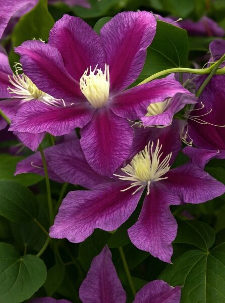 Waldrebe Clematis 'Red Pearl' (Clematis) mit großen purpurvioletten Blüten und cremeweißen Staubgefäßen, Nahaufnahme