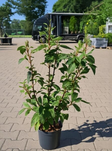 Viburnum bodnantense 'Charles Lamont' / Winter-Schneeball 'Charles Lamont', 60-80 cm, C7 im Topf, mehrtriebiger Strauch mit grünen Blättern