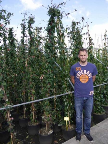 Lonicera henryi 'Copper Beauty' PBR, Immergrünes Geißblatt 'Copper Beauty', 175–200 cm im C20-Topf als Kletterpflanze gezogen