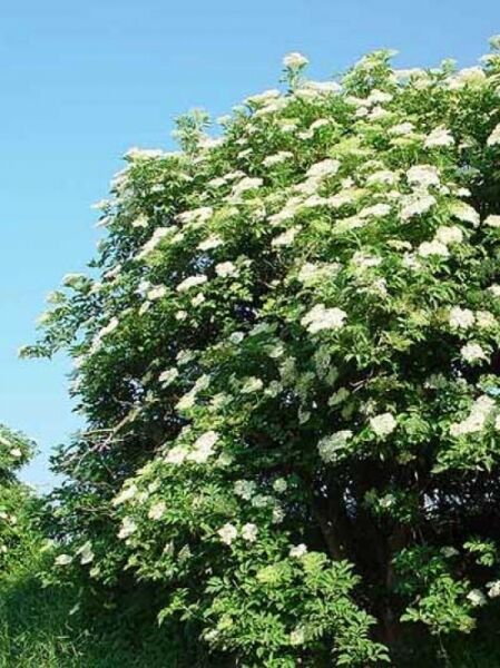 Sambucus nigra / Schwarzer Holunder