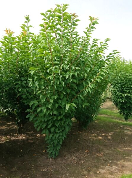 Prunus serrulata 'Kanzan', Japanische Blütenkirsche, 200-250 cm m. Db., junger Baum mit dichtem, grünem Laub und aufrechten Trieben