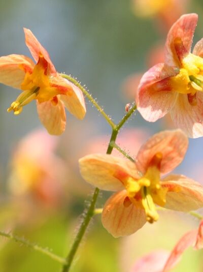 Elfenblume 'Orangekönigin' - Epimedium warleyense 'Orangekönigin'
