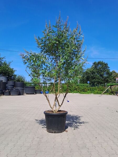 Mönchspfeffer / Keuschbaum (1577187) / Vitex agnus-castus