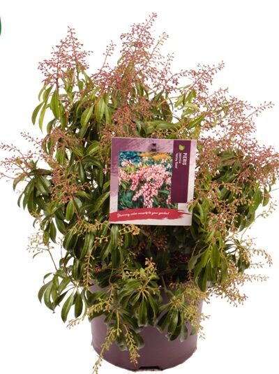 Japanische Lavendelheide 'Valley Rose' / Pieris japonica 'Valley Rose'
