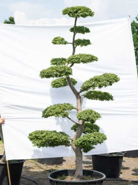 Garten-Bonsai Feldulme (Ulmus minor) 'Jacqueline Hillier', H 260 cm, B 140 cm, Formschnitt mit Etagenkrone im Topf