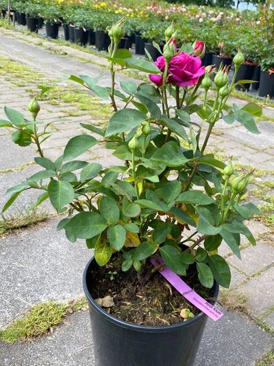 Rosa 'Heidi-Klum-Rose ®' / Beetrose 'Heidi-Klum-Rose' A-Qualität C3 im Topf, mit pinker Blüte, Knospen und grünem Laub.