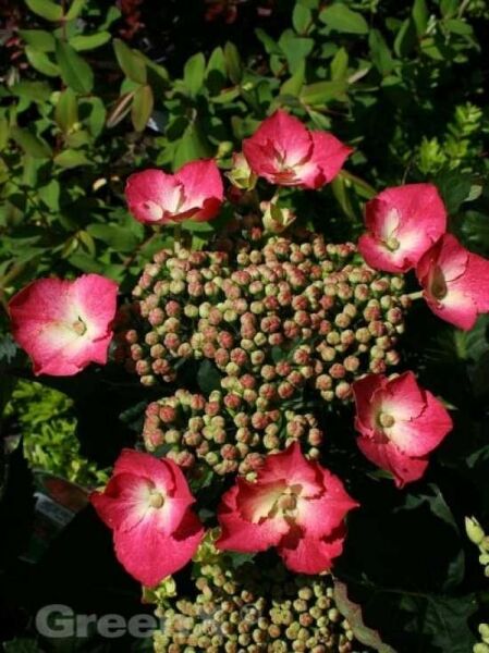 Teller-Hortensie 'Rotkehlchen' / Hydrangea macrophylla 'Rotkehlchen'