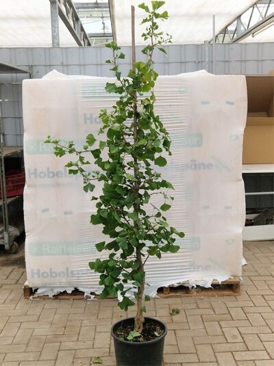 Säulenförmiger Ginkgobaum &#039;Tremonia&#039; / Ginkgo biloba &#039;Tremonia&#039;