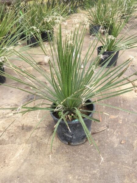 Rauschopf (Dasylirion serratifolium) 30–40 cm C10 im Topf, schmaler, grasartiger Blattschopf mit steifen, grünen Blättern.