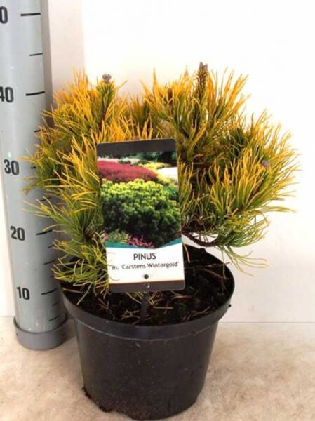 Pinus mugo 'Carsten's Wintergold' / Zwerg-Kiefer 'Carsten's Wintergold' 20-30 cm C5 im Topf mit gelbgrünen Nadeln