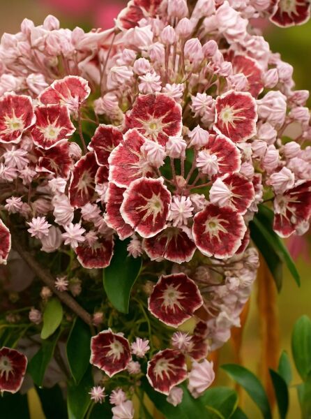 Kalmia latifolia 'Pinwheel' (Lorbeerrose/Berglorbeer) mit rosafarbenen Blütenknospen und rot-weiß gemusterten Blütenständen