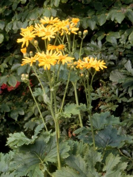 Palmblatt Goldkolben / Ligularia x palmatiloba