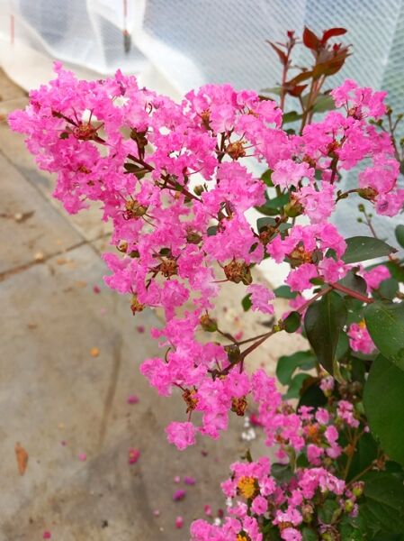 Indische Lagerströmie ’Rose Indien‘ / Lagerstroemia indica ’Rose Indien‘