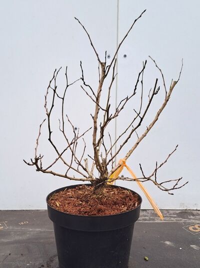 Physocarpus opulifolius 'Nugget' / Gelbblättrige Blasenspiere 'Nugget' 30–40 cm C3, laubloser Strauch im Container mit Trieben