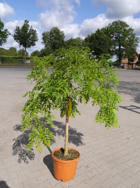 Sophora japonica 'Pendula' Hängender Perlschnurbaum/Honigbaum, Hochstamm 100 cm, im Topf C25 mit überhängender Krone