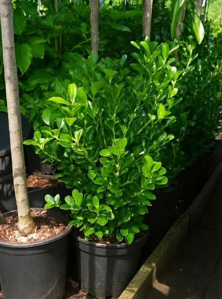 Euonymus japonicus (Japanischer Spindelstrauch), 40–60 cm, C10, immergrüner Strauch im Topf mit dichtem, glänzend grünem Laub.