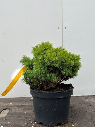Picea glauca 'Little Globe' / Zwerg-Zuckerhut-Fichte 'Little Globe', 20–30 cm, C3, kompakter Nadelgehölz-Strauch im Topf