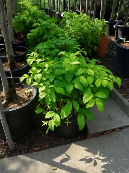 Nandina domestica 'Firepower' / Himmelsbambus 'Firepower' 30-40 cm C7, buschige Topfpflanze mit grünem Laub