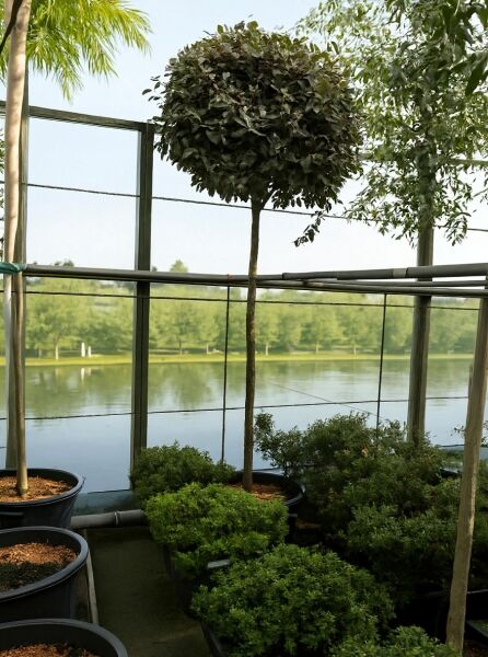 Wintergrüne Ölweide (Elaeagnus ebbingei) 'Kugel auf Stamm' als Hochstamm mit kugeliger Krone im Container.