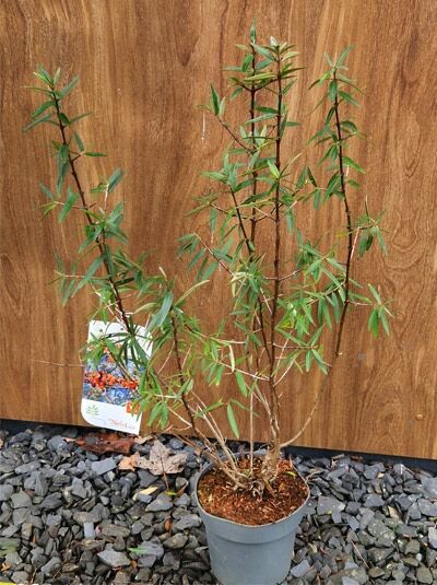 Sanddorn (Hippophae rhamnoides) 40-50 cm C3 im Topf, mehrtriebiger Strauch mit schmalen grünen Blättern und Etikett.