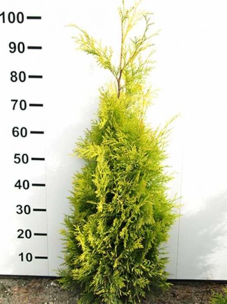 Thuja plicata '4ever Goldy' / Gelber Lebensbaum '4ever Goldy', 80–100 cm m. B., gelbgrüner, dicht verzweigter Wuchs