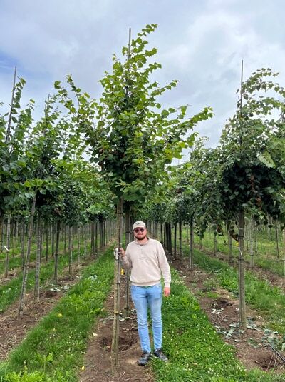 Tilia cordata 'Winter Orange' / Winter-Linde 'Winter Orange', Hochstamm 16-18 StU im Container mit aufrechter Krone und grünem Laub
